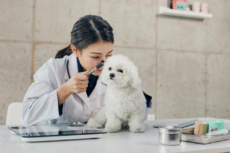 동물병원 진료비, 요즘 왜 이렇게 비싸졌을까? 현실 진료비 공개!