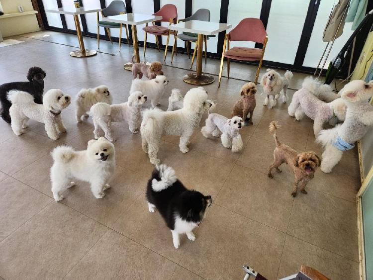 애견카페 알바 후기, 강아지랑 놀기만 할 줄 알았는데 현실은 반전?