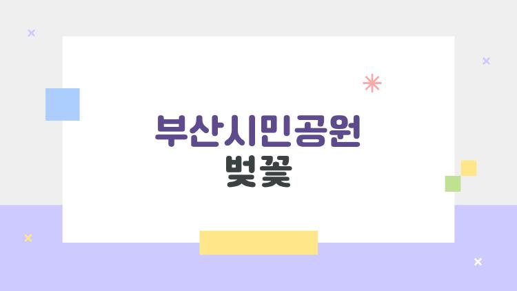 부산시민공원 벚꽃