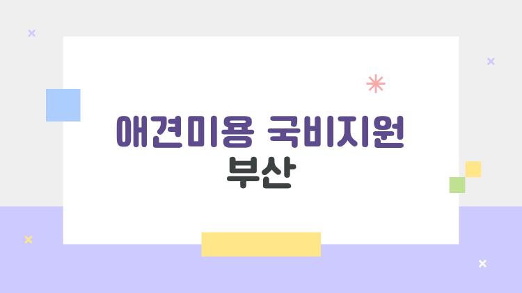 애견미용 국비지원 부산