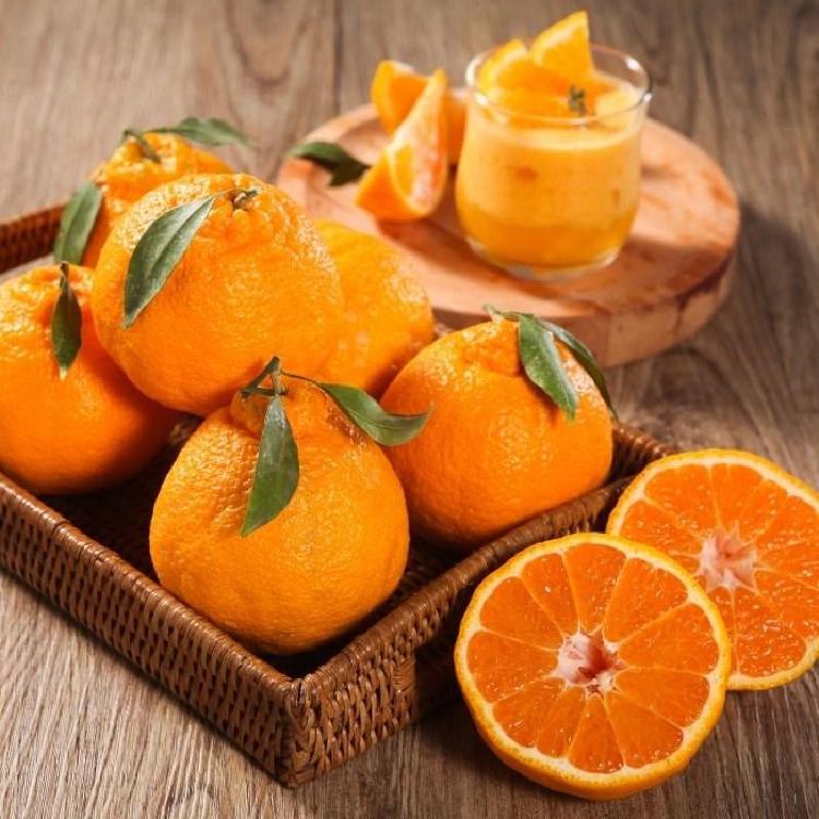 천혜향 레드향 황금향 당도 대결! 진짜 단맛 왕은?