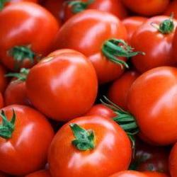 대저토마토 축제, 올해 일정 미리 알아야 후회 없어요!