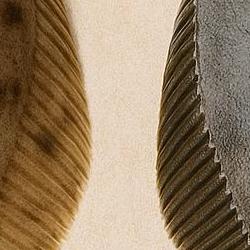 도다리 광어 차이, 눈 한 번 보고 확 구별하는 꿀팁 공개