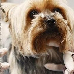 애견미용자격증 취득기간, 2개월만에 딱딱 따는 비밀 노하우