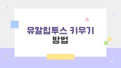 유칼립투스 키우기 방법, 집에서 쉽게 따라 하는데 이건 처음 들어보셨어요