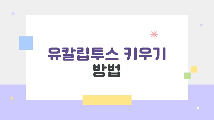 유칼립투스 키우기 방법