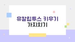 유칼립투스 키우기 가지치기, 죽어가던 나무가 2주 만에 폭풍성장?