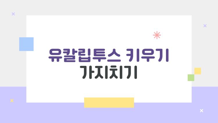 유칼립투스 키우기 가지치기, 죽어가던 나무가 2주 만에 폭풍성장?