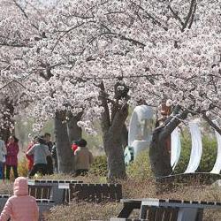 강릉 벚꽃축제, 2026 일정 미리 잡아야 후회 안 해!