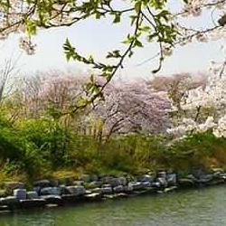 강릉 벚꽃길, 2026 개화 시기 놓치면 후회할 타이밍은?