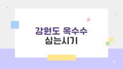 강원도 옥수수 심는시기, 4월 말이 끝인가요 이렇게 심으면 수확이 달라집니다
