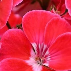 제라늄 키우기 삽목, 초보자 90% 성공 비법 대공개