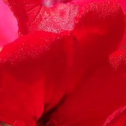 제라늄 키우기 방법, 물만 잘 주면 꽃이 폭발한다는데 진짜?