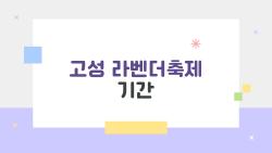 고성 라벤더축제 기간, 보랏빛 꿈나라가 현실로? 올해 절정 타이밍 공개