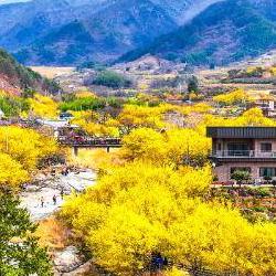 구례 산수유축제 일정, 올해 노란 꽃바다 언제 터질까?