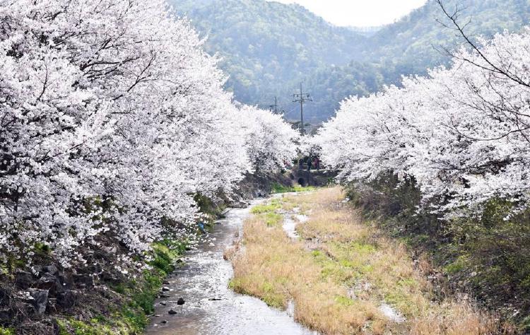광주 벚꽃놀이, 2026 만개 시기 놓치면 후회할걸? 정확히 알려드림