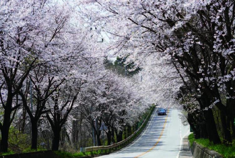 광주 벚꽃 개화시기 대박, 평년보다 3일 빠른 절정의 비밀