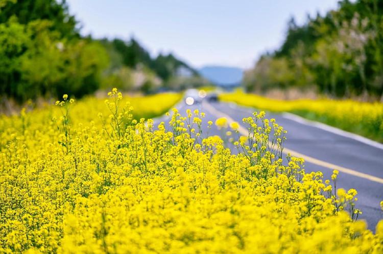제주도 유채꽃