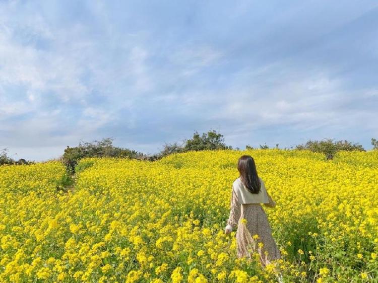 제주도 유채꽃 명소