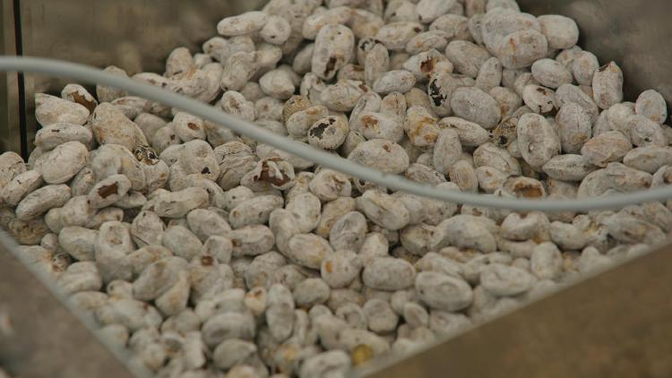 콩알메주가격, 1kg 2만 원대 충격 실태!