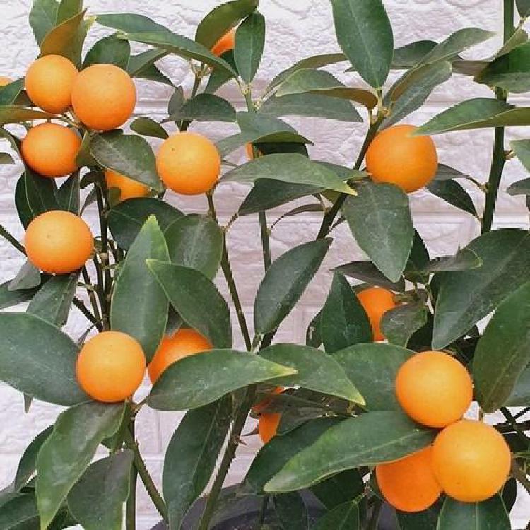 낑깡나무 키우기, 실패 없이 1년 만에 열매 맺는 비밀