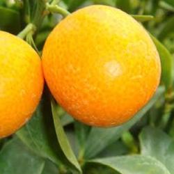 낑깡나무 물주기 실수로 잎 다 떨어진 썰 푼다