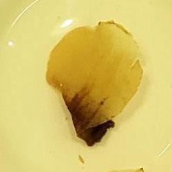 목련차 부작용, 속 안좋아진 나의 실수 TOP3