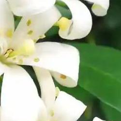 오렌지자스민 물주기 주기, 겨울에 잎 다 떨어졌어요 해결법