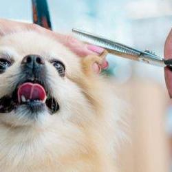 애견미용자격증 가격, 국비지원으로 거의 공짜? 진짜 후기