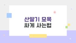 산딸기 묘목 싸게 사는법, 2026 봄에 30% 할인 챙기는 꿀팁 대공개