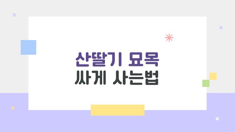 산딸기 묘목 싸게 사는법, 2026 봄에 30% 할인 챙기는 꿀팁 대공개