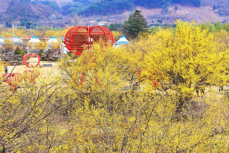 산수유축제시기, 2026년 지금 가야 할 이유?