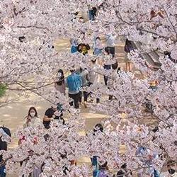 서울 벚꽃 만개시기, 올해 진짜 4월 6일 맞추면 꽃비 폭발?