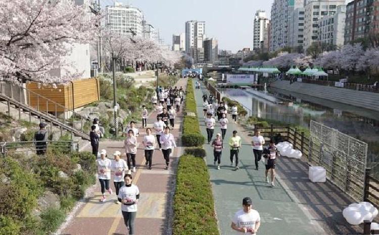 서울 벚꽃 마라톤 2026 일정, 5km부터 하프까지 코스별 난이도 대공개