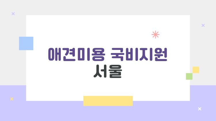 애견미용 국비지원 서울, 직장인도 6개월 만에 월 100만 버는 비밀
