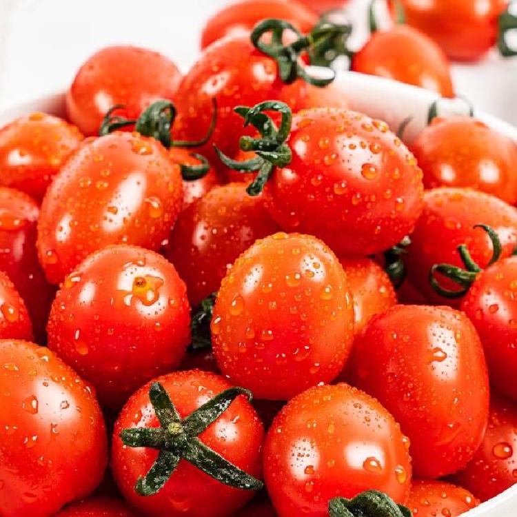 스테비아토마토 당뇨, 먹어도 혈당 안 오른다던데 진짜?