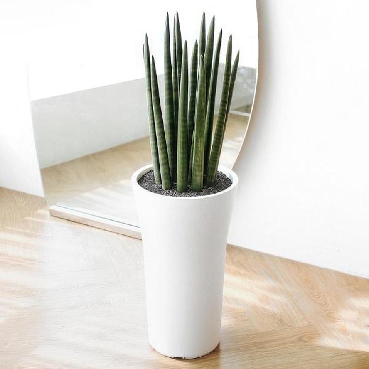 스투키 꽃 피우는 방법, 2년 만에 해낸 내 비밀 루틴