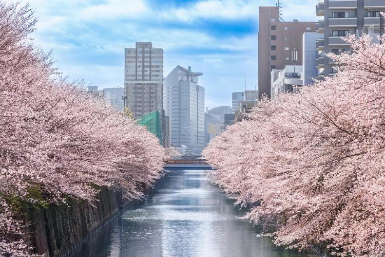 도쿄 벚꽃 명소, 올해 만개 타이밍 놓치면 후회할걸?