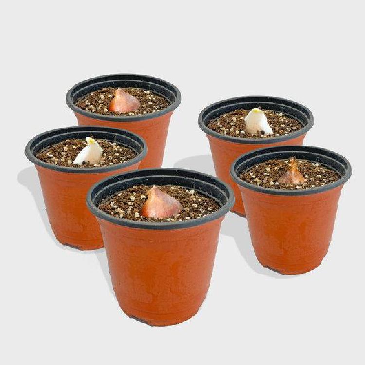 튤립구근심기, 1월 말 늦었나? 아직 성공 비법 공개