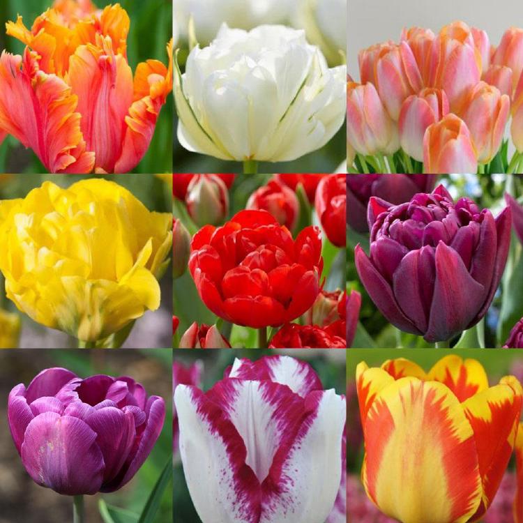 튤립구근구입, 2026 트렌드 품종 대공개!