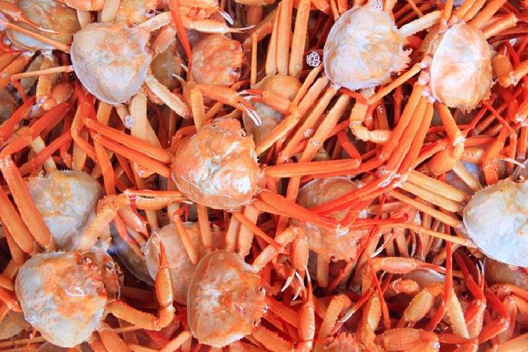 울진 대게축제 대게가격, 16만원 터졌다는데 진짜 저렴하게 사는 법?