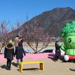 원동 미나리축제 기간 취소 충격! 올해 미나리 어디서 사?
