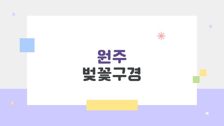 원주 벚꽃구경, 올해 개화시기 완전 예측 불가??