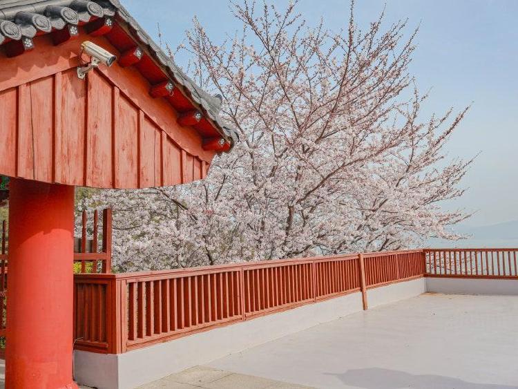 여수 벚꽃 절, 절벽 끝 인생샷 찍는 법